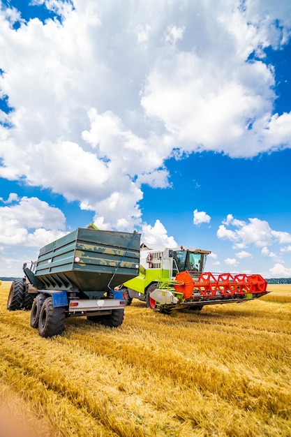 Two working gathering harvest machines Harvest gathering in gold field Dry wheat