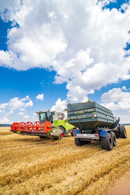 Two working gathering harvest machines. Harvest gathering in gold field. Dry wheat.