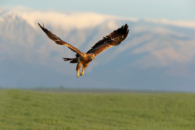 two-year-old female flying with the first light of day on a cold winter morning with the snow-capped mountains 