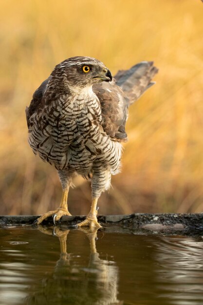 Two year old male Northern goshawk with the first light of dawn at a water point