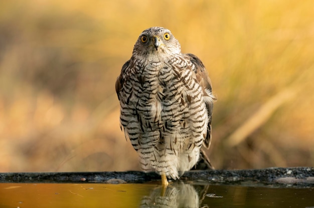 Two year old male Northern goshawk with the first light of dawn at a water point