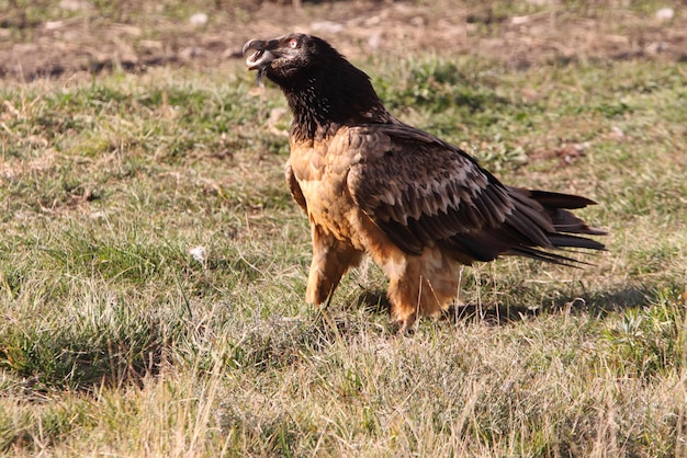 Two years of lammergeier swallowing a bone, scavenger,\
vultures, birds, falcon, gypaetus barbatus