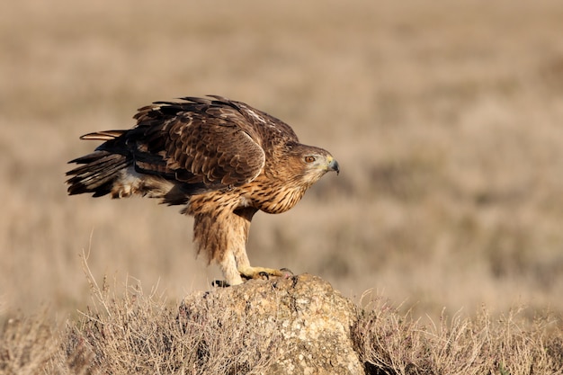 Femmina di due anni dell'aquila di bonelli