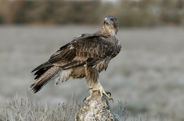 Two years old female of Bonelli's Eagle