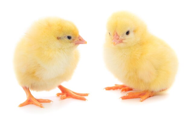 Two yellow chicken