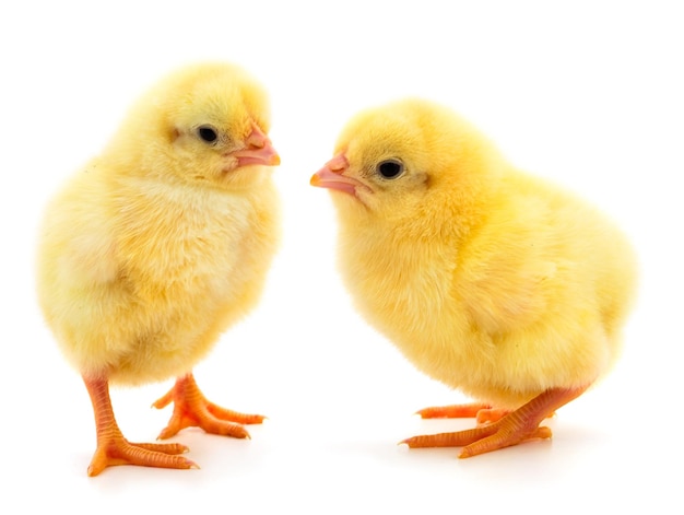 Two yellow chicken