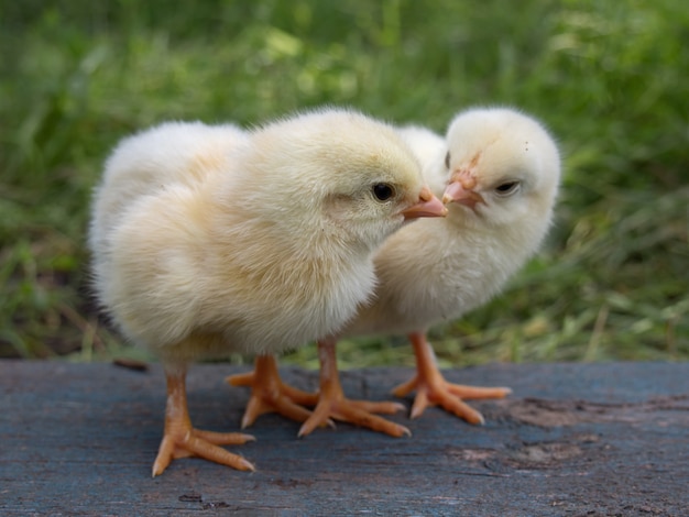 Two yellow chickens on the farm.