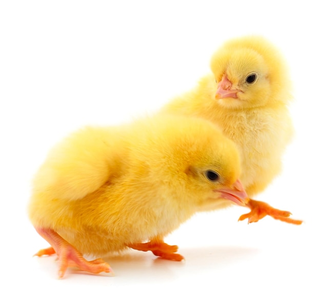 Two yellow chicks