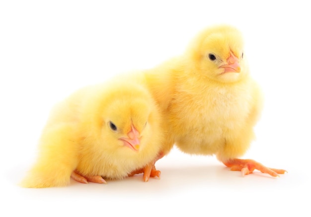 Two yellow chicks