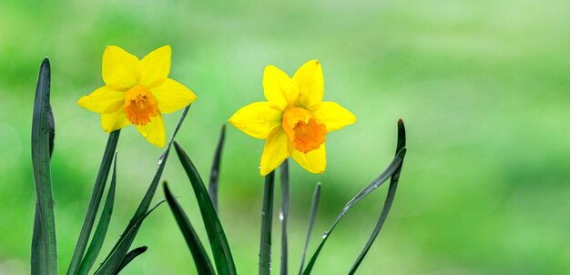 Two yellow daffodils on a light green blurred background, copy space