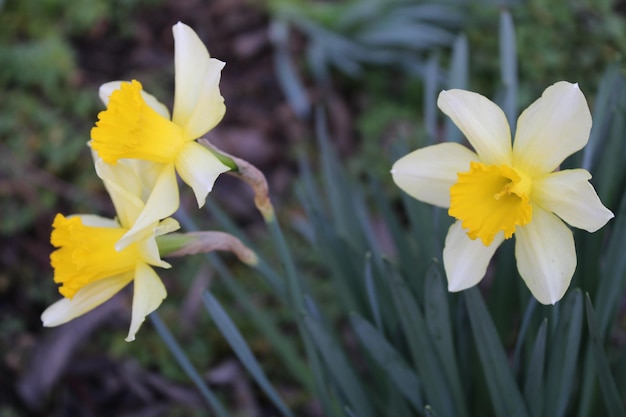 Photo two yellow daffodils with one that has a yellow center.