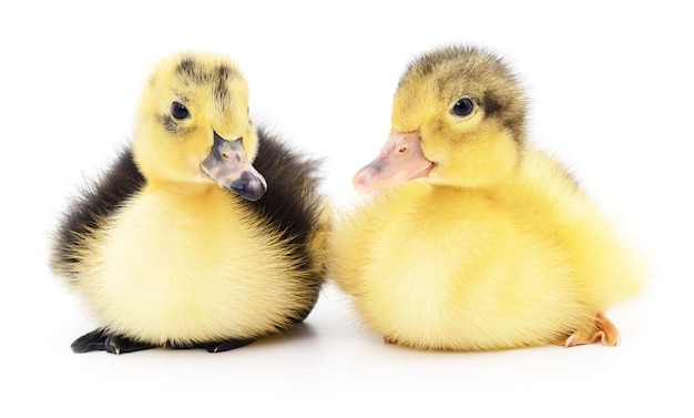 Two yellow ducklings isolated