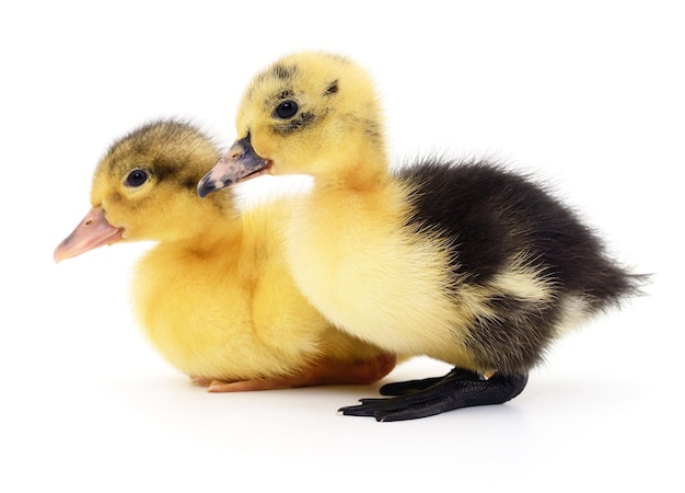 Two yellow ducklings