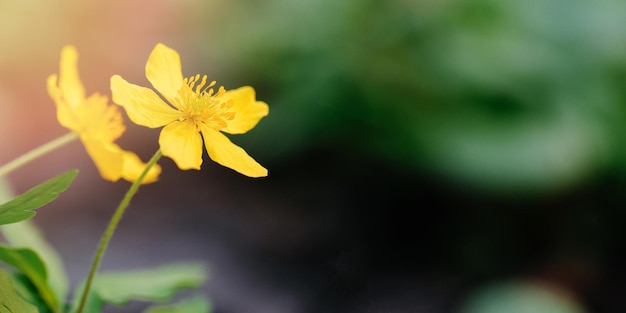 Two yellow flowers in the forest close up