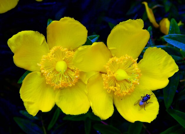 Photo two yellow flowers of hypericum on macro