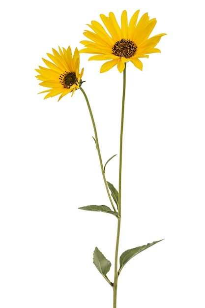 Two yellow flowers isolated on white background