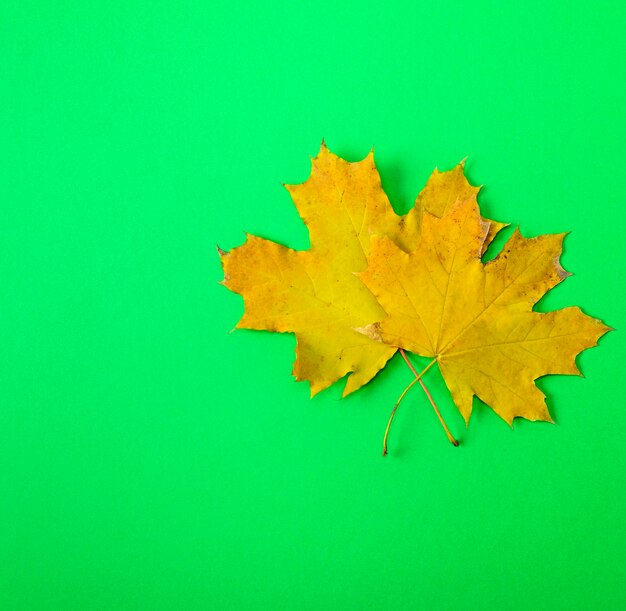 Photo two yellow leaves of a maple