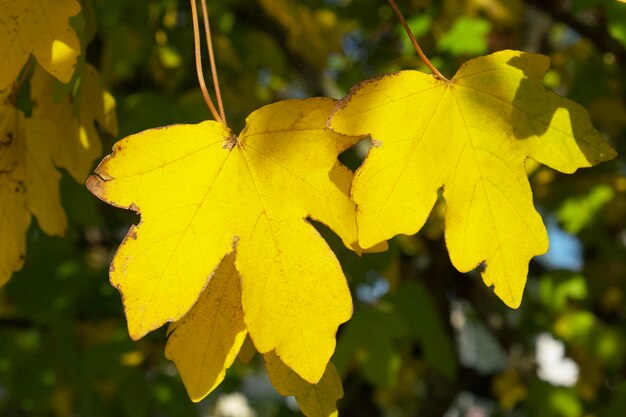 two yellow leaves on a sunny autumn day