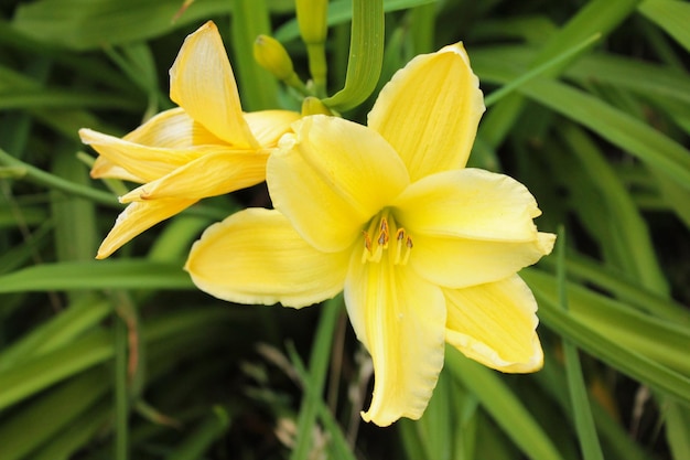 Two yellow lilies meet the dawn