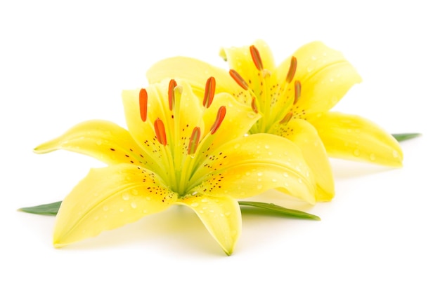 Two yellow lily