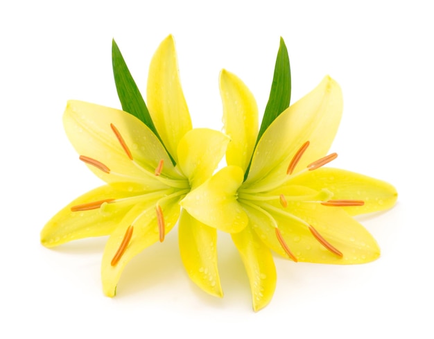 Two yellow lily