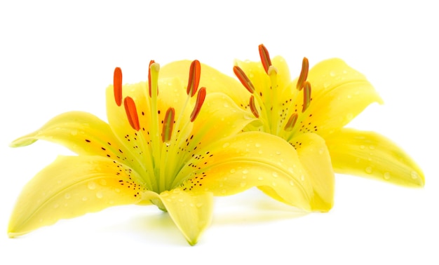 Two yellow lily