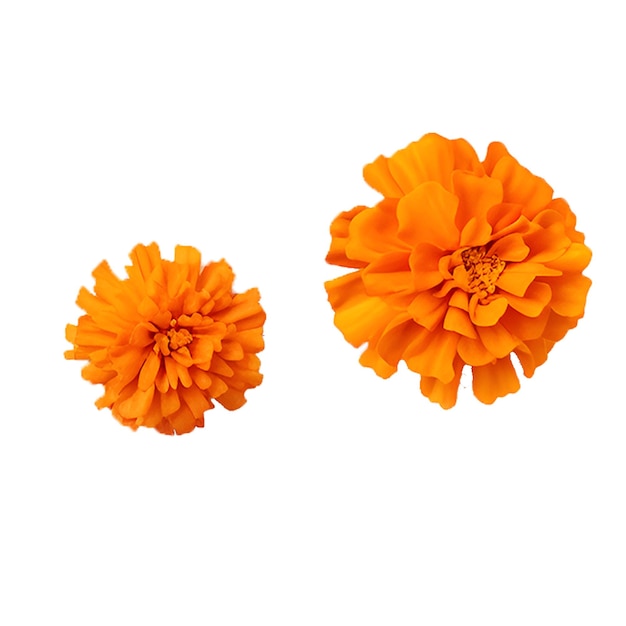 Two yellow marigold flowers