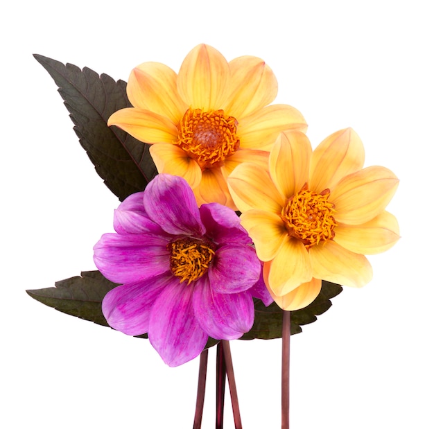 Два желтых и один фиолетовый цветок георгин с листьями, изолированные на белом