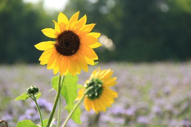 Two yellow sunflowers in a field of lilac flowers