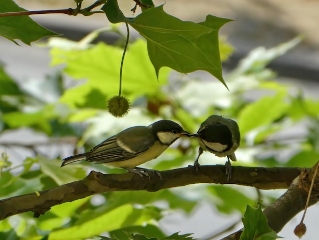 写真 2 つの黄色いトムティット鳥 1 つは食べ物をもたらし、木の枝に立っている別の餌を与えます