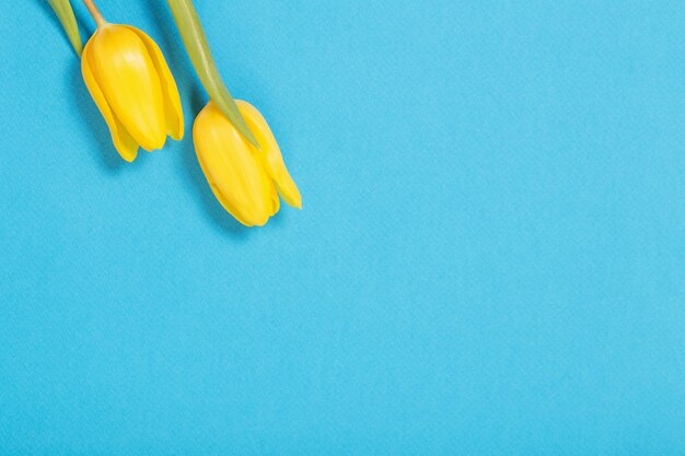 Two yellow tulips on blue background