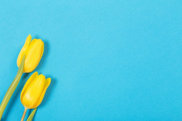 Two yellow tulips on blue surface