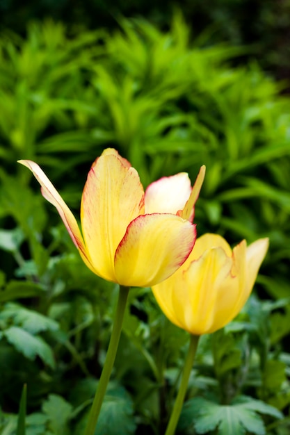 Un primo piano giallo di due tulipani sul fondo verde del giardino