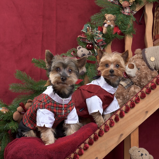 Two yorkshire in scottish jacket posing, in christmas decorations