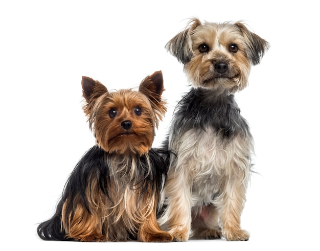 Two Yorkshire Terrier isolated on white