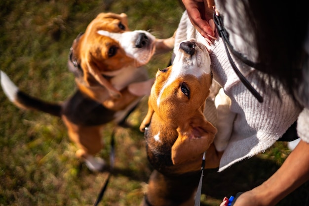 Two young active dogs of the beagle breed in the autumn forest