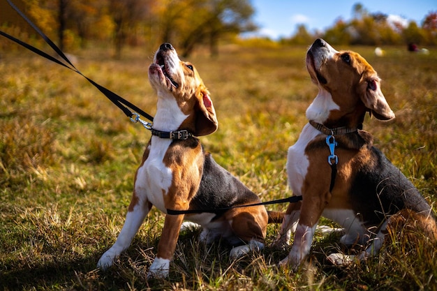 Two young active dogs of the beagle breed in the autumn forest
