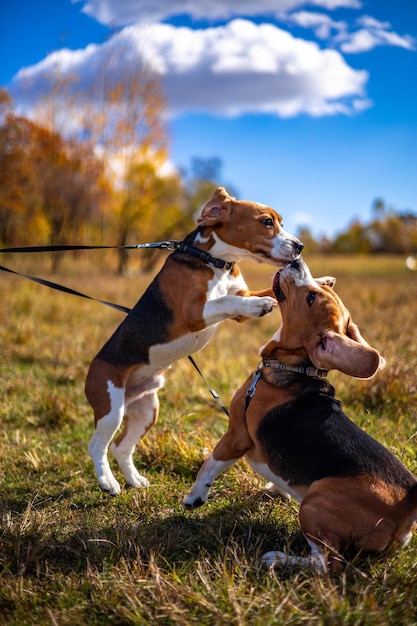 Two young active dogs of the beagle breed in the autumn forest