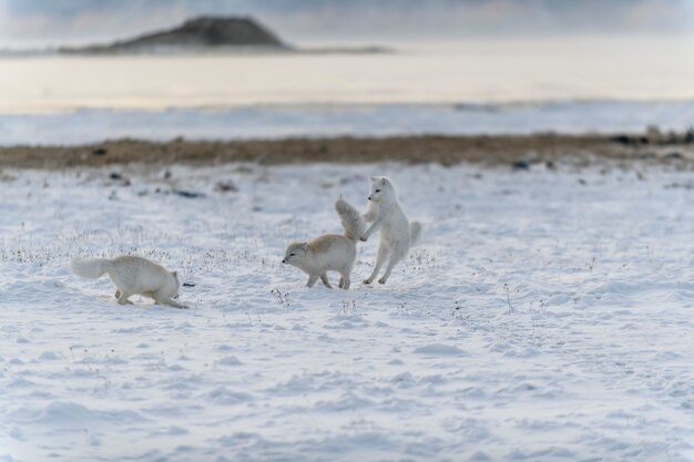 Due giovani volpi artiche che giocano nella tundra selvaggia nell'orario invernale.