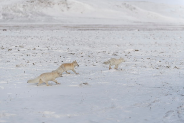 Two young arctic foxes playing in wilde tundra in winter time.