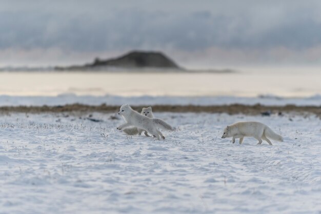 Foto due giovani volpi artiche che giocano nella tundra selvaggia con background industriale.