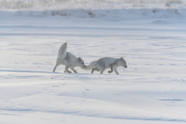 Two young arctic foxes (Vulpes Lagopus) in wilde tundra. Arctic fox playing.