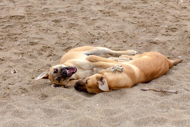 砂のクローズアップで海の近くで遊んでいる2人の若いベージュの子犬の兄弟