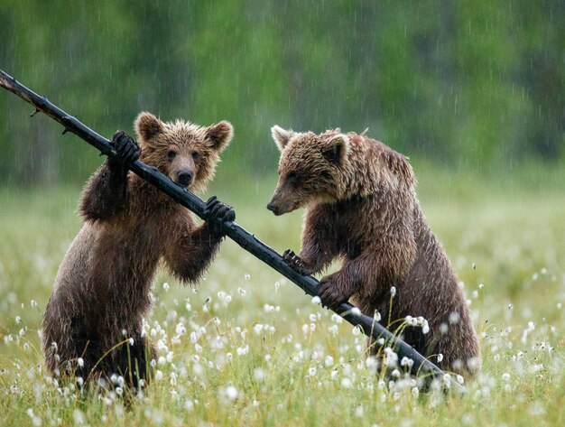 Photo two young brown bears are playing in a forest clearing with each other