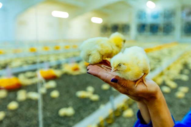 Two young chicks in hands of farmer Indoors chicken farm chicken feeding