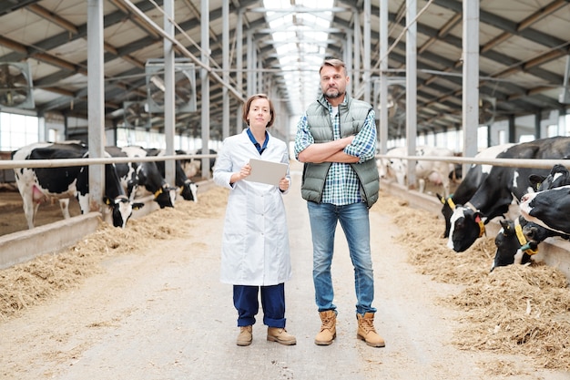 Two young confident farmers in workwear standing in front of camera in aisle between two long cowsheds