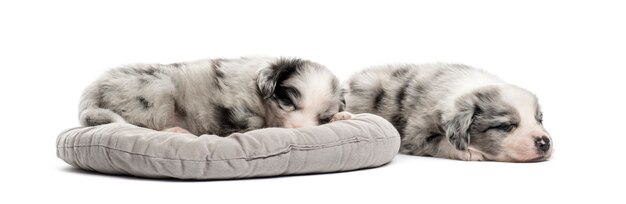 白で隔離のベビーベッドで眠っている2匹の若い交雑種の子犬