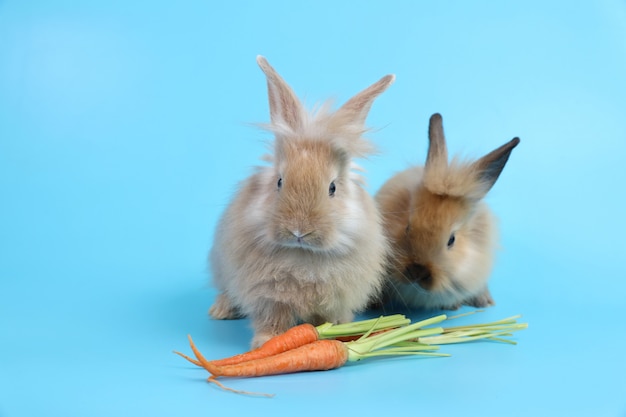 Two young cute brown easter bunny rabbit with carrots 