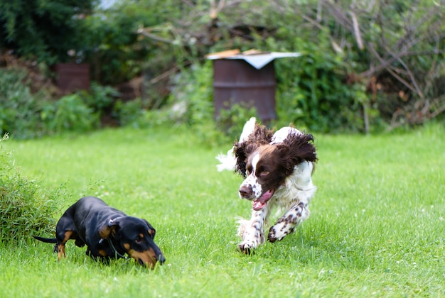 Two young dogs playing rough in summer natute