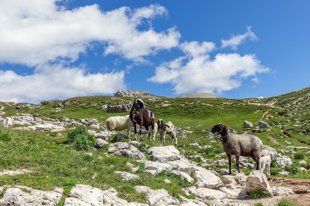 Two young female sheep with their newborn calves on a pasture in the Italien Alps